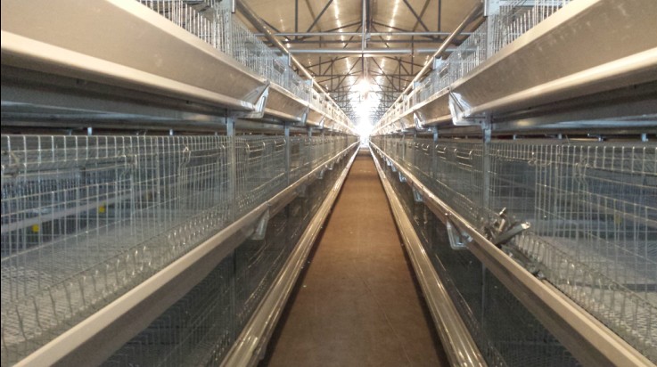 甘肅中盛集團(tuán)肉雞籠養(yǎng)安裝現(xiàn)場照片