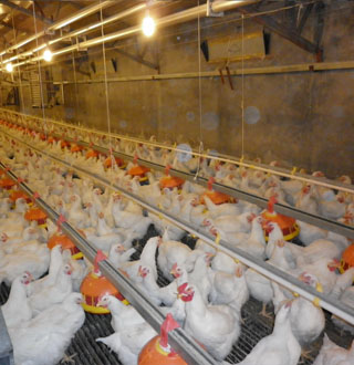 肉種雞舍自動供料系統(tǒng)