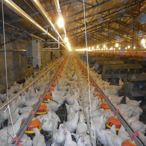 肉種雞喂料系統(tǒng)