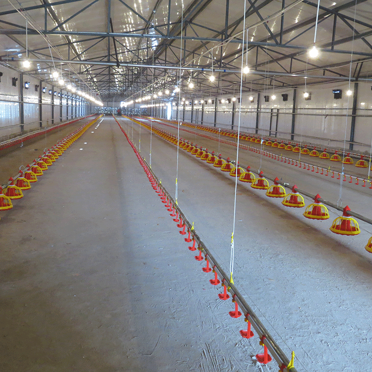 肉雞絞龍盤式自動供料、供水系統(tǒng)